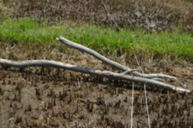 Cậu bé chăn vịt bị điện giật chết giữa đồng