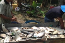 Nuôi loài cá đẹp mã trong ao, sau 8 tháng mà lời tới 3,5 tỷ đồng