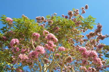 Mê mẩn đường hoa kèn hồng "độc nhất vô nhị" ở Sóc Trăng