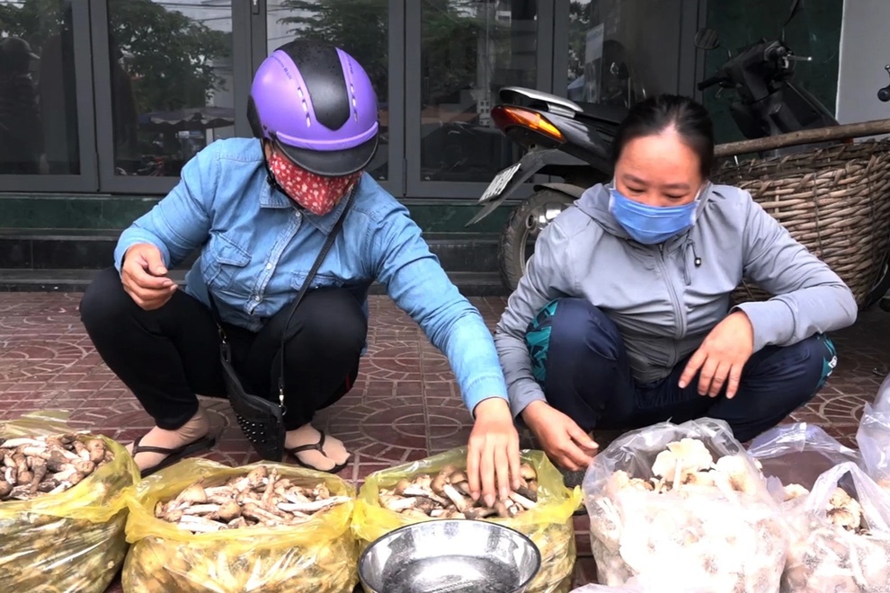 Đêm đi săn nấm vua, ngày bỏ túi bạc triệu - 3 Đêm đi săn nấm vua, ngày bỏ túi bạc triệu - 3