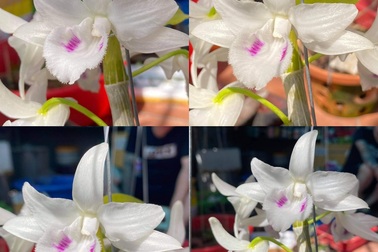 "Đôi mắt Pleiku" - Hoa lan đột biến "có một không hai" được săn đón nhất hiện nay