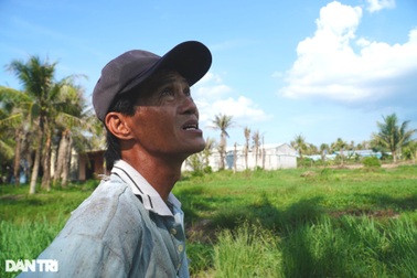 Những vườn dừa bạt ngàn bị sâu ăn trụi, nông dân mất sinh kế