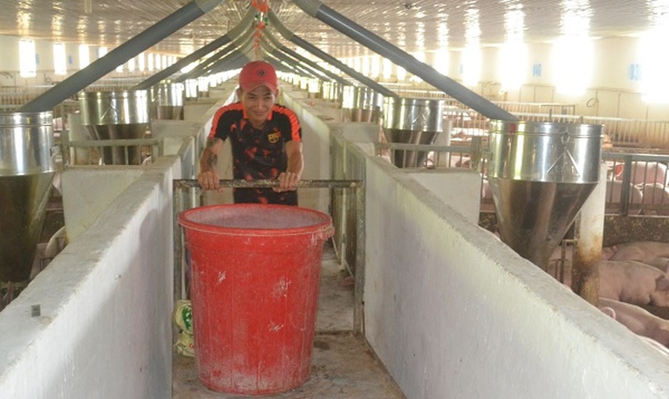 Giá thịt heo tăng cao chót vót: Người nuôi lý giải ra sao? - 1 Giá thịt heo tăng cao chót vót: Người nuôi lý giải ra sao? - 1