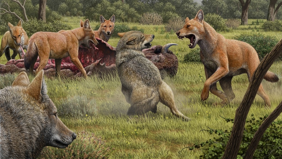Điều thú vị về loài sói khổng lồ tuyệt chủng vừa được tái sinh