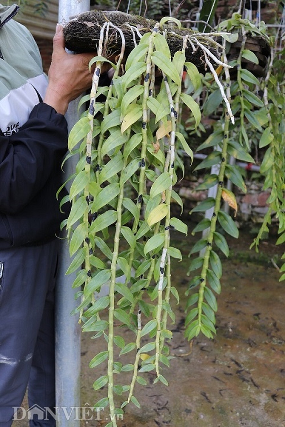 Lạ mà hay: Cho lan rừng uống nước luộc đu đủ thu hàng trăm triệu - 3 Lạ mà hay: Cho lan rừng uống nước luộc đu đủ thu hàng trăm triệu - 3