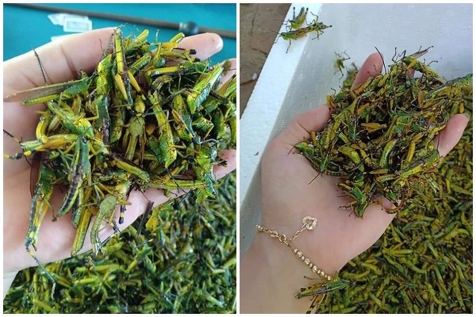 Châu chấu trứng 150 nghìn đồng/kg, muốn ăn phải đăng ký chờ ưu tiên - 1 Châu chấu trứng 150 nghìn đồng/kg, muốn ăn phải đăng ký chờ ưu tiên - 1