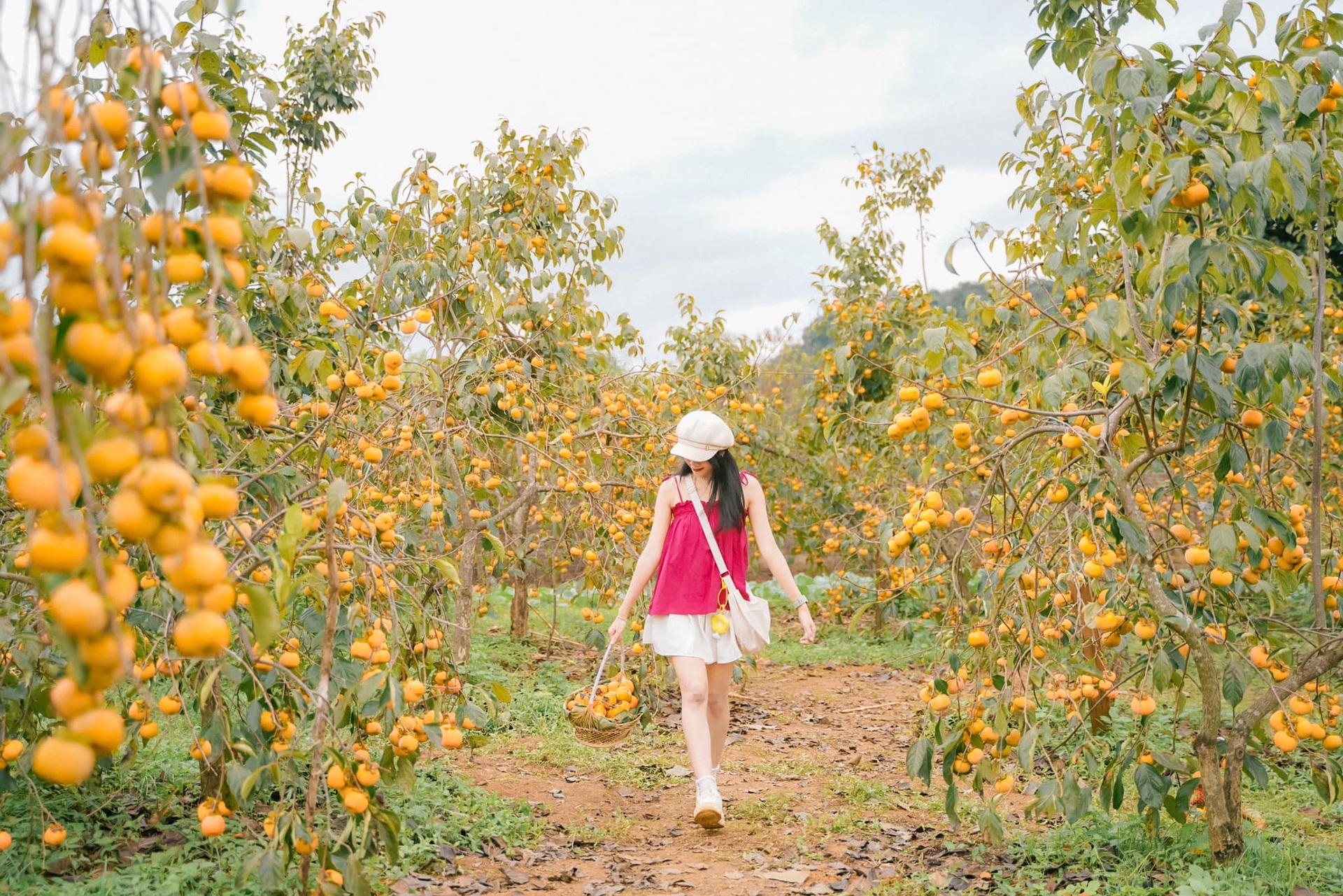 Fascinated by Moc Chau rose garden, tourists from everywhere flock to hunt for beautiful photos - 2