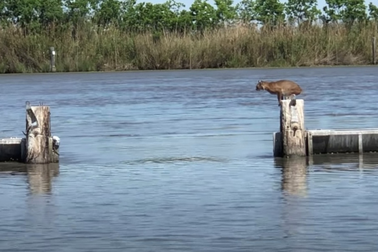 Bước nhảy giữa sông ngoạn mục như vận động viên của linh miêu Mỹ