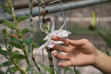 Sửng sốt những giò lan đột biến, đại gia Hà Nội “đo cây” trả tiền