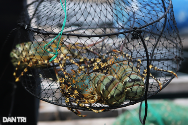 Trăm tấn tôm hùm bông ế hàng: Dân "gồng" nợ, chờ thời