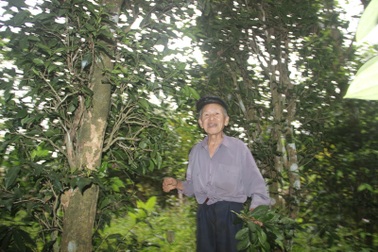 Những vườn chè cổ thụ trăm tuổi ở xứ đất đỏ