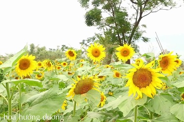 Những điểm check-in tại Quảng Nam dịp Tết dương lịch 2020