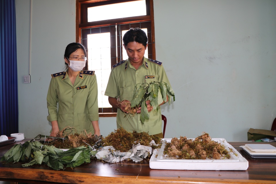 Phát hiện nhiều thùng củ đội lốt sâm Ngọc Linh Kon Tum từ Bắc vào - 1 Phát hiện nhiều thùng củ đội lốt sâm Ngọc Linh Kon Tum từ Bắc vào - 1