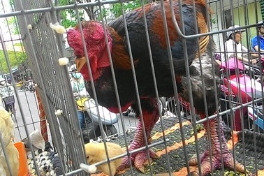 Lừa đảo bán gà giống Đông Tảo “dỏm”