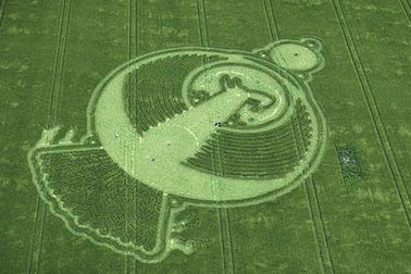 Vòng tròn chim phượng hoàng hiện hình trên cánh đồng 