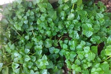 Sốt rau dại "thần dược": Người Nhật săn lùng, dân Việt phát cuồng ăn theo