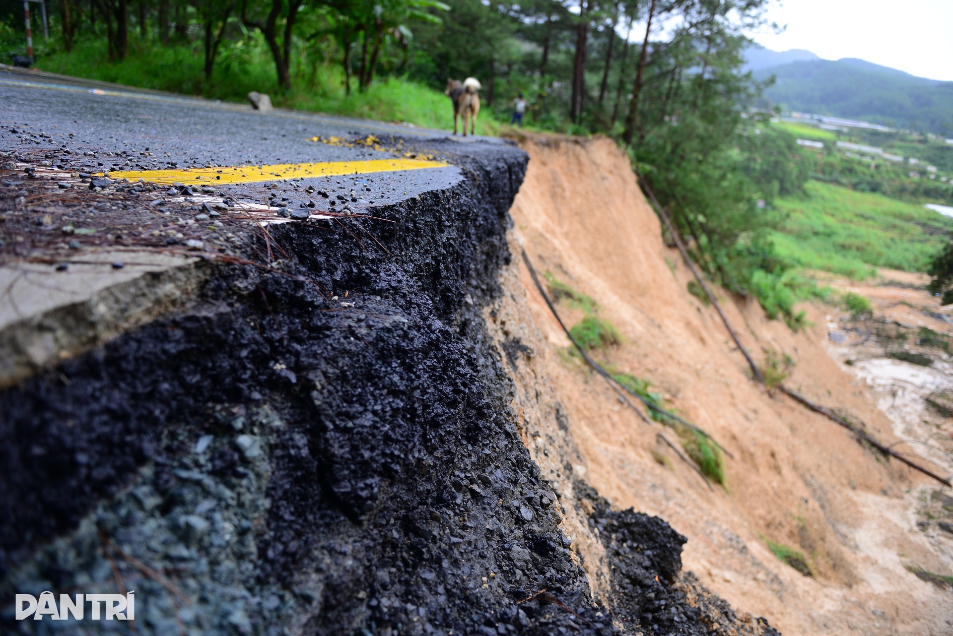 Đèo Mimosa bị “xé đôi”, giao thông cửa ngõ Đà Lạt tê liệt - 5 Đèo Mimosa bị “xé đôi”, giao thông cửa ngõ Đà Lạt tê liệt - 5