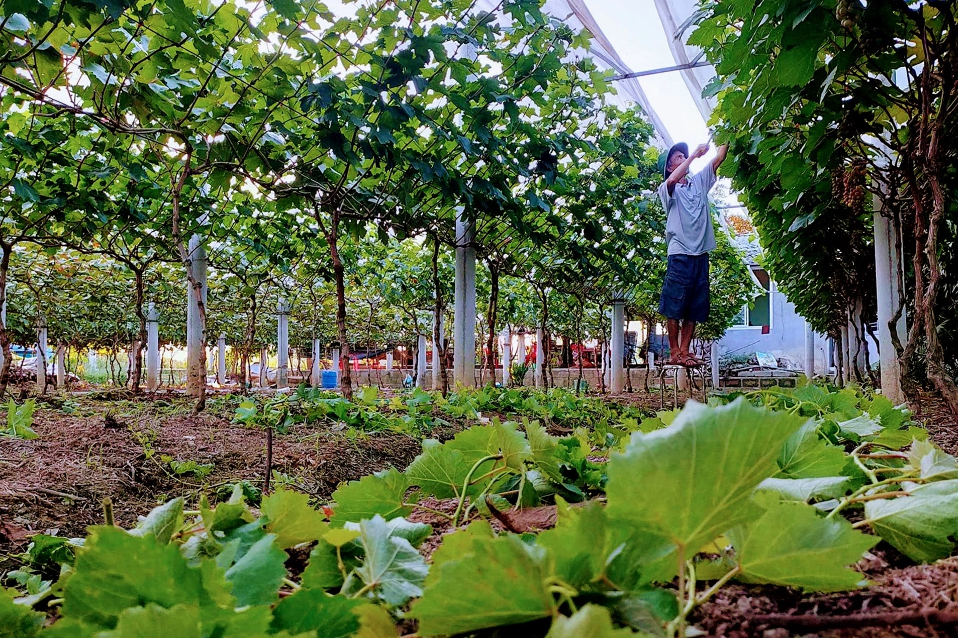 Bij het experimenteren met het telen van buitenlandse druiven kreeg de plukker onverwachte resultaten - 4 Thử nghiệm trồng nho ngoại, ông thợ gặt nhận kết quả bất ngờ - 4