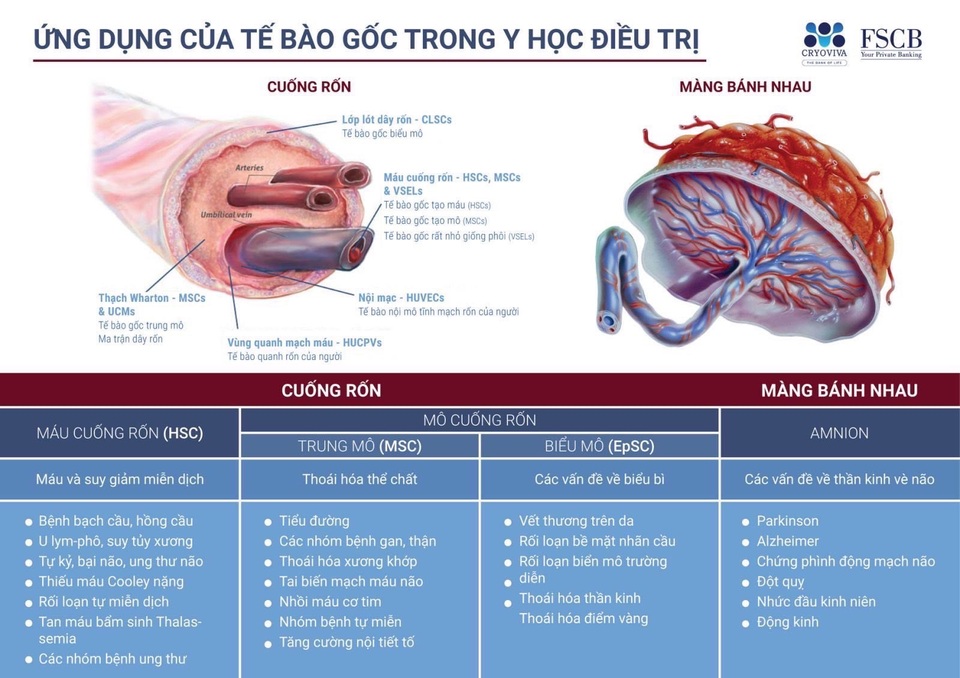 Tế bào gốc: Bước tiến đột phá trong y học hiện đại - 1 Tế bào gốc: Bước tiến đột phá trong y học hiện đại - 1