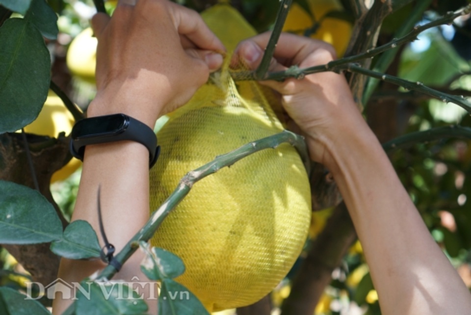 Bưởi Diễn Tết đổ bộ Sài thành, 70 triệu/cây khách vẫn xuống tiền - 11 Bưởi Diễn Tết đổ bộ Sài thành, 70 triệu/cây khách vẫn xuống tiền - 11