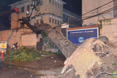 Cây xà cừ bật gốc đổ đè lên tường trường đại học