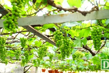 Bỏ túi trăm triệu mỗi năm nhờ "vườn nho bê tông" giữa Sài Gòn