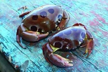 Ăn cua lạ, một ngư dân tử vong