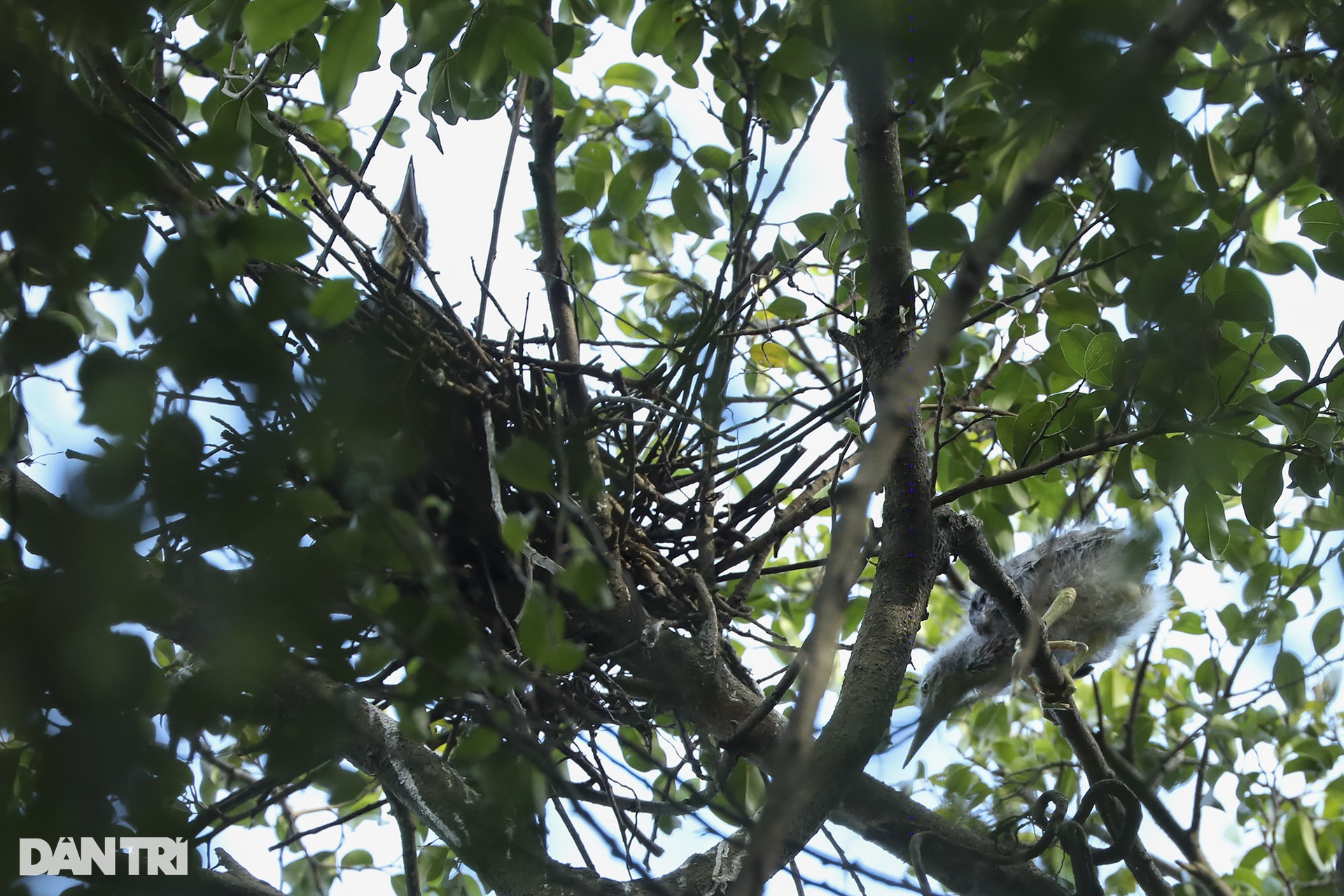 View - Hanoi central lake attracts wild birds | DTiNews - Dan Tri International, the news gateway of Vietnam