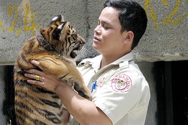 Làm bạn với mãnh thú