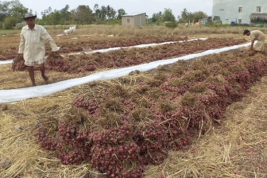 10kg cà chua ngon chưa bằng... một ly càphê vỉa hè