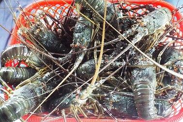 Khánh Hòa: Người nuôi tôm hùm lao đao vì trượt giá, lỗ lớn