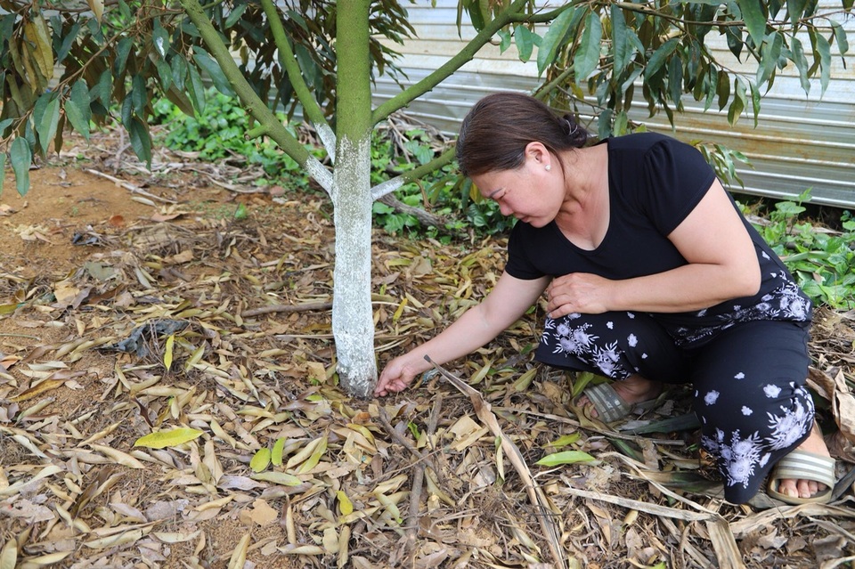 Công an điều tra nghi án đầu độc vườn sầu riêng của nông dân - 2