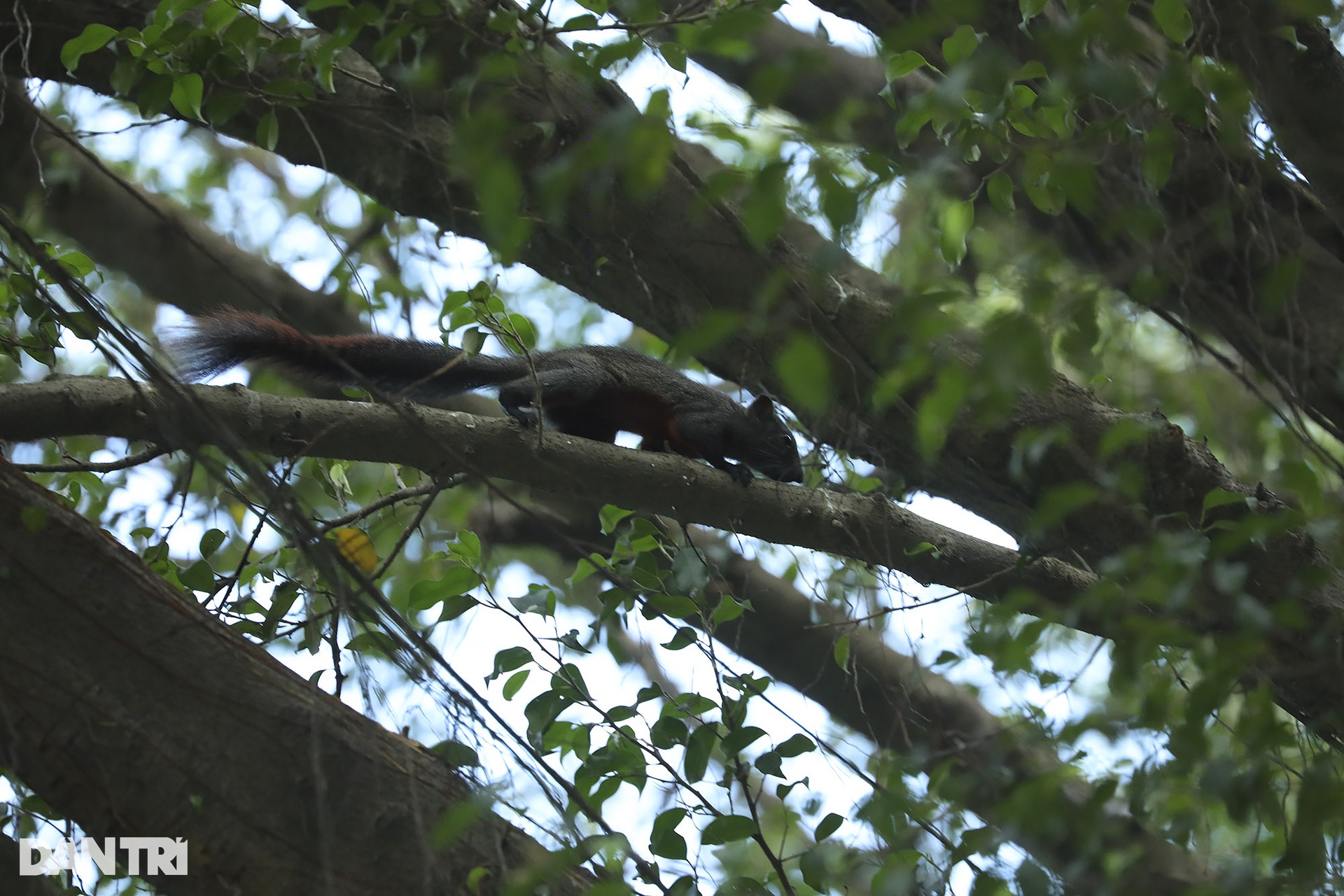 View - Hanoi central lake attracts wild birds | DTiNews - Dan Tri International, the news gateway of Vietnam