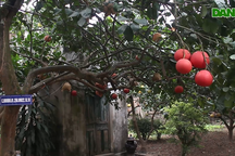 "Cụ" bưởi đỏ 60 tuổi ở Hà Nội được đeo mã số, mỗi năm ra 400 quả trĩu trịt