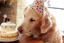 Những chú chó cứu hộ khiến cộng đồng mạng cảm động trong năm 2016