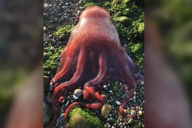 Sinh vật bí ẩn gây xôn xao tại Mỹ