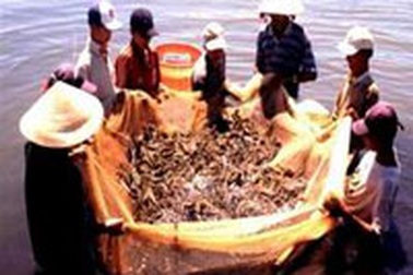 EU kiểm tra chất lượng thủy sản Việt Nam