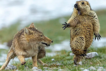 "Sói và sóc" đoạt giải nhất trong cuộc thi Nhiếp ảnh động vật hoang dã 2019