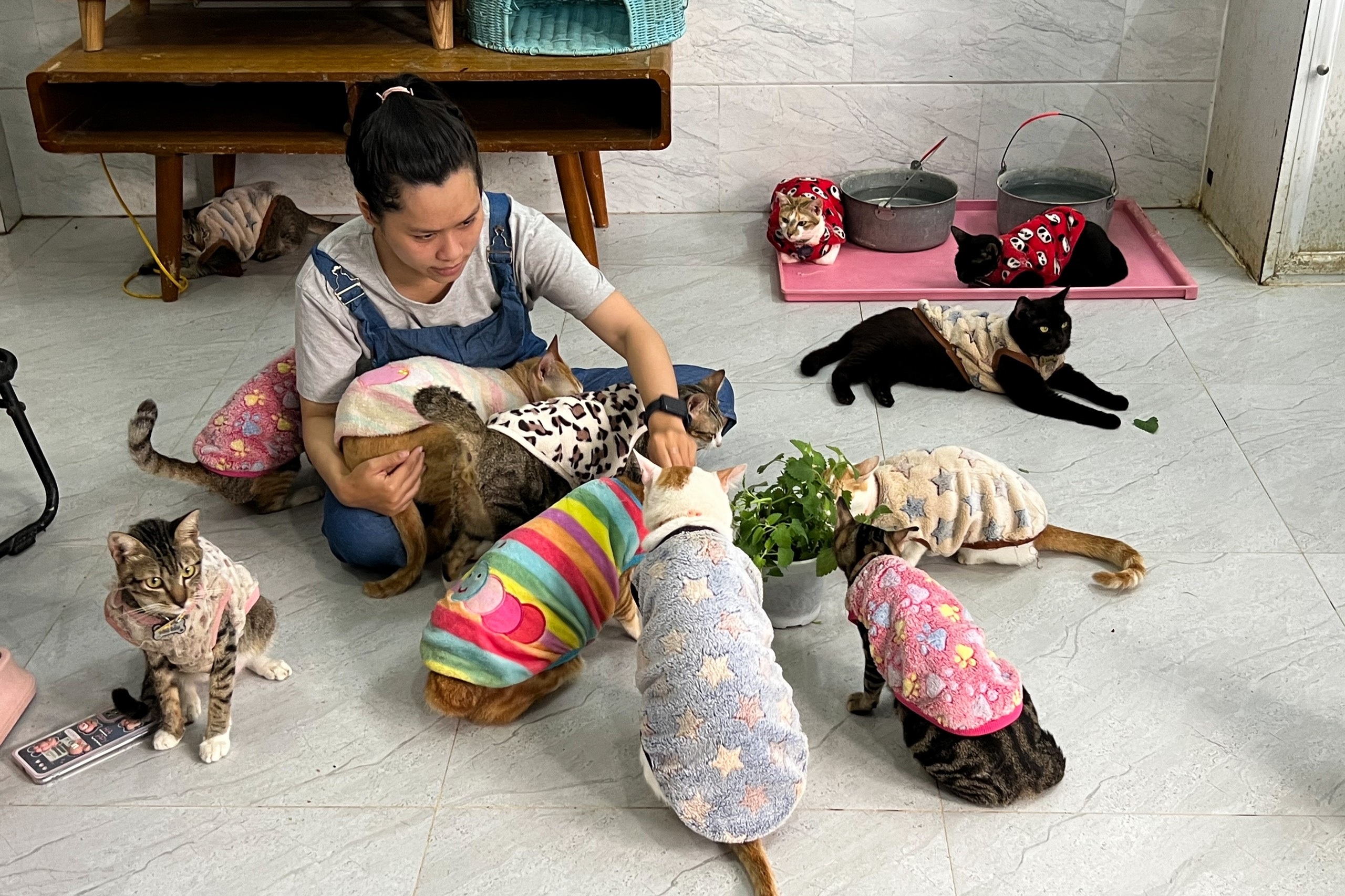 Ngôi nhà hạnh phúc của hàng trăm chú mèo tại trung tâm TPHCM - 1 Ngôi nhà hạnh phúc của hàng trăm chú mèo tại trung tâm TPHCM - 1
