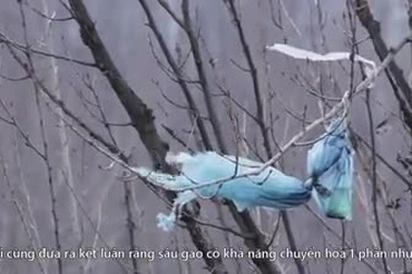 Học sinh báo cáo đề tài nghiên cứu khoa học bằng... nhạc Rap