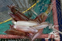 Bị khách tố "chém đẹp", chủ nhà hàng buôn bán mực nhảy Vũng Áng lên tiếng