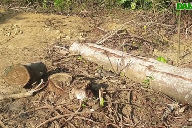 Cận cảnh rừng phòng hộ bị phá tan tác