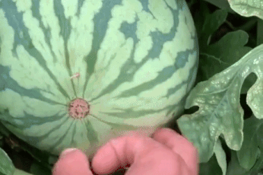 Hàng triệu lượt xem cách bổ dưa hấu chỉ bằng chiếc tăm xỉa răng