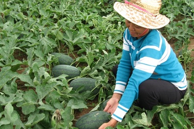 Khốn khổ người trồng dưa: Giá đã giảm, lại còn đội thêm phí!