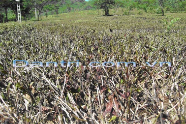 Điêu đứng vì cây chè hóa... củi