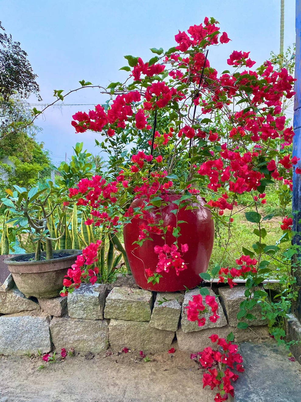 Ngôi nhà xanh mát với ao bạt ngàn sen của chàng kỹ sư - 8