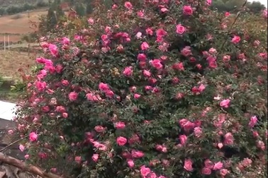 Vạn chai nước siêu rẻ ngày nắng nóng; cây hoa hồng trả 150 triệu đồng chưa gật đầu