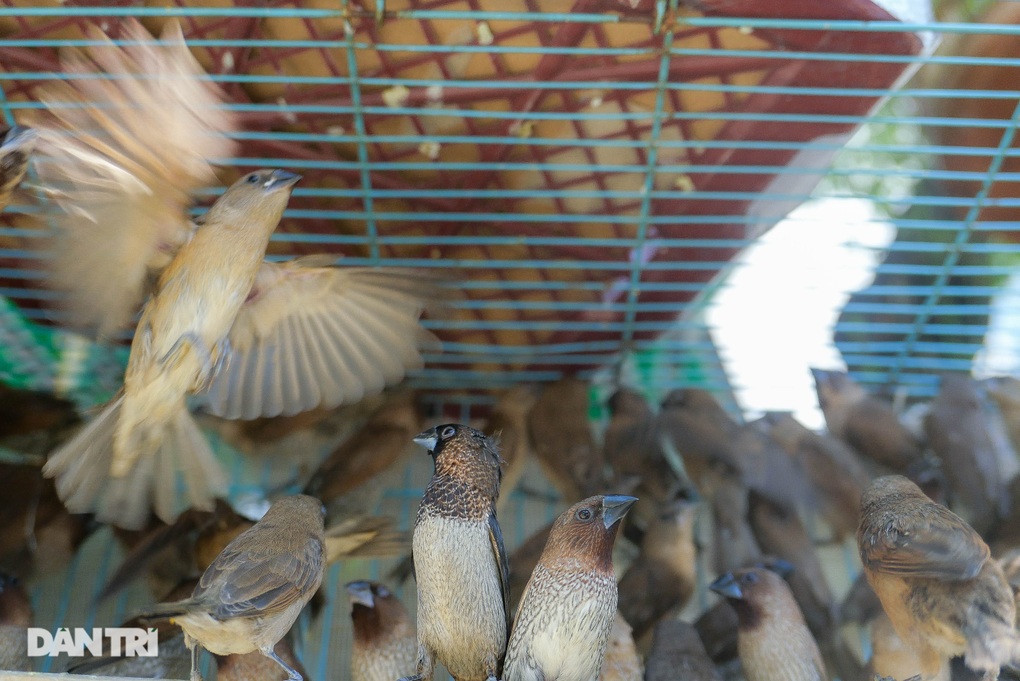 Tiểu thương Hà Nội hốt bạc bán hàng nghìn chim phóng sinh rằm tháng 7 - 5