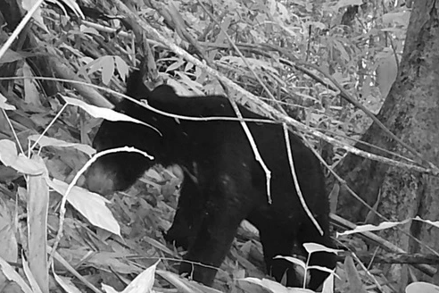 Phát hiện gấu ngựa quý hiếm ở khu bảo tồn thiên nhiên Pù Hu - 2