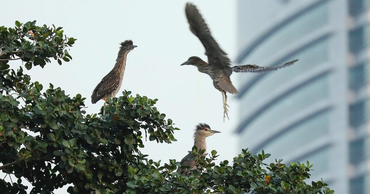 Chim hoang dã cỡ lớn về Hà Nội làm tổ, bay rợp trời hồ Tây  - 14